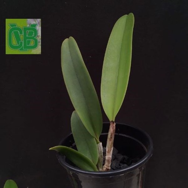 Orquídea Cattleya labiata (perola rubra x s/alba BV) - S6976