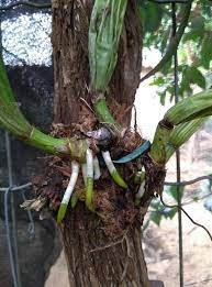 Seacrop - fertilizante mineral misto- Embalagem de 100ml.