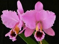Cattleya percevaliana tipo Tiago x selfa