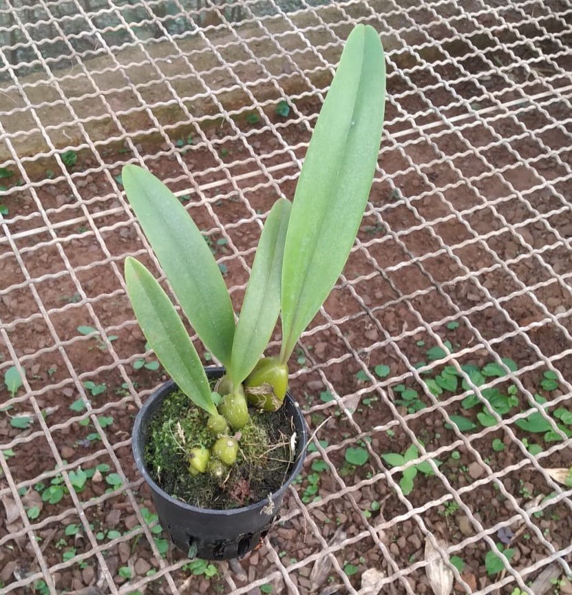 Bulbophyllum (cruentum x longiflorum)