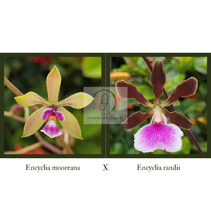 Encyclia Doctor Ben