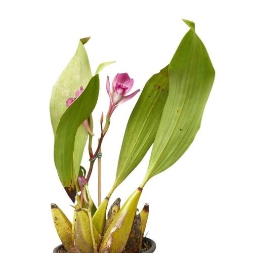 Orquídeas Bifrenaria tyrianthina