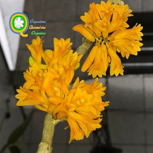 Dendrobium bullenianum - Adulto