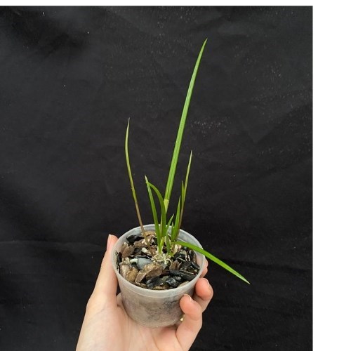 Orquídea Brassavola cucullata 