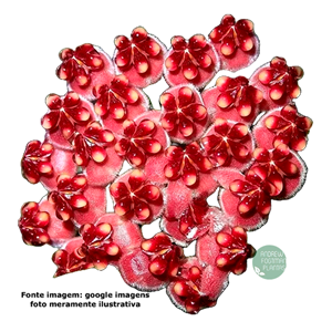 Flor de cera Hoya wayetii - muda enraizada no pote nº 6