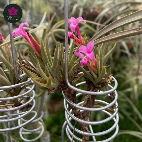 Tillandsia Argentina 