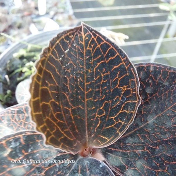 Anoectochilus roxburghii (Radish Brown, Golden lines) - Jewel Orchid - Orquídea Joia - Adulto
