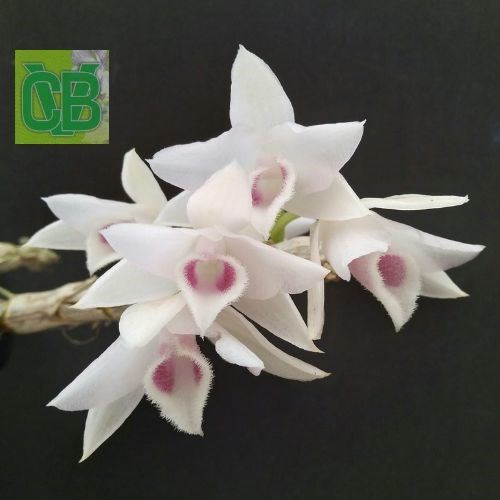 Dendrobium parishii semi albo