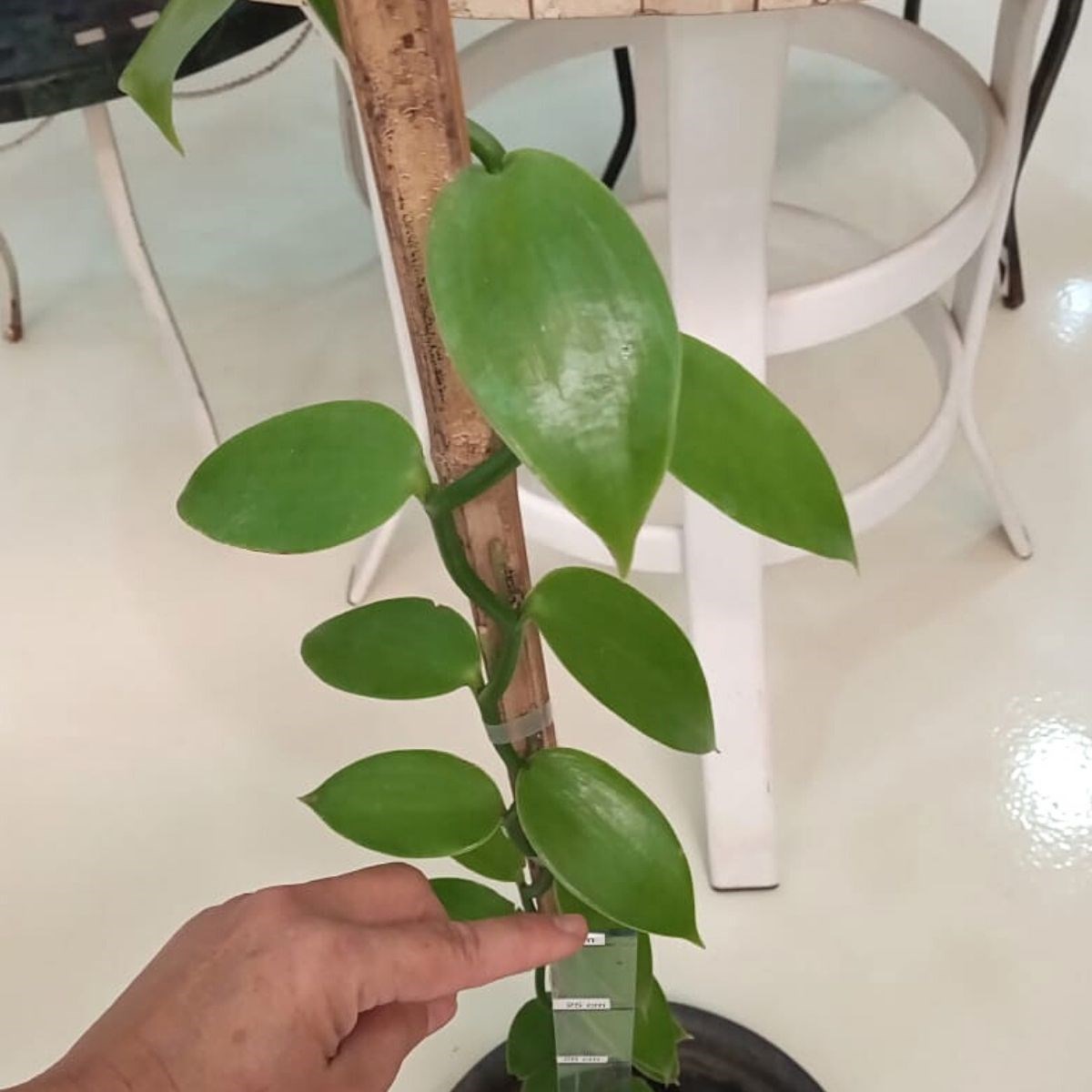 Orquídea Vanilla planifolia (baunilha mexicana)