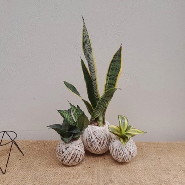 Kokedama de Espadinha Golden