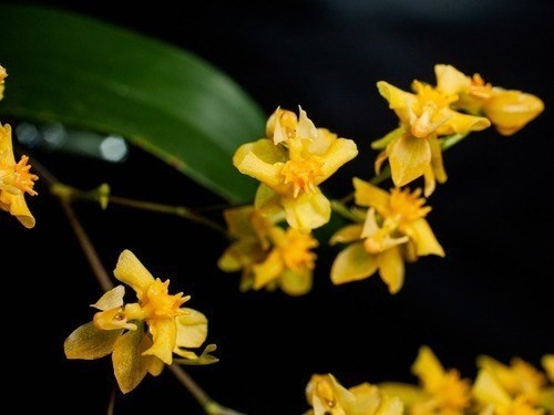 Orquídea Oncidium Twinkle Amarela Orquídea
