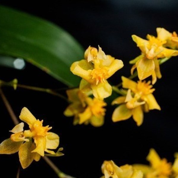Orquídea Oncidium Twinkle Amarela Orquídea - Orquiloja