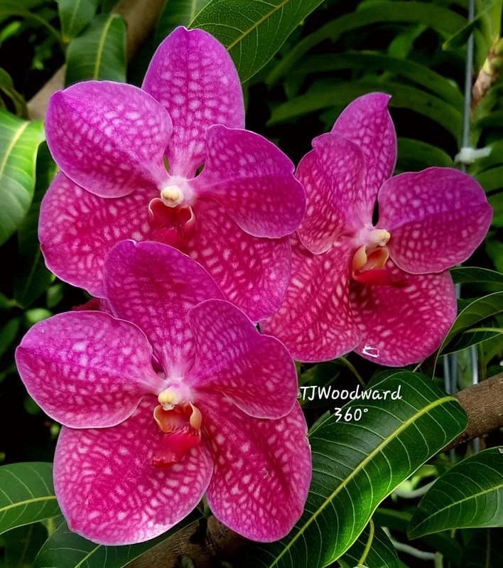 Kit - 4 Mudas De Orquídea Vanda