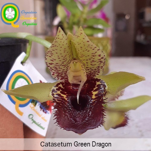 Catasetum Green Dragon - Adulto