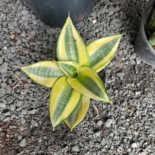 Kokedama de Espadinha Golden