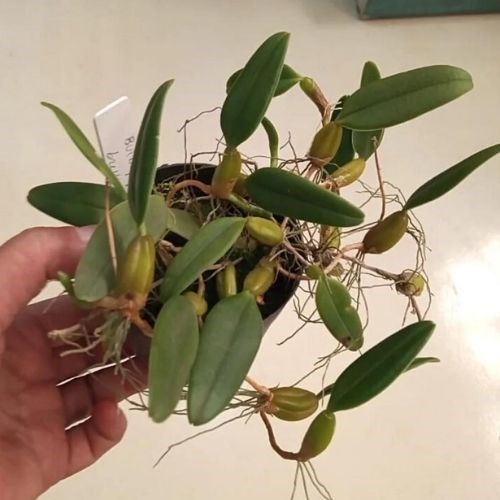 Orquídea Bulbophyllum brevicarpum (urubu tomando sol)