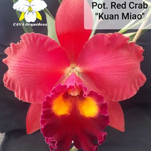 ORQUÍDEA POT. RED CRAB "KUAN MIAO" - MERISTEMA - PLANTA DA FOTO