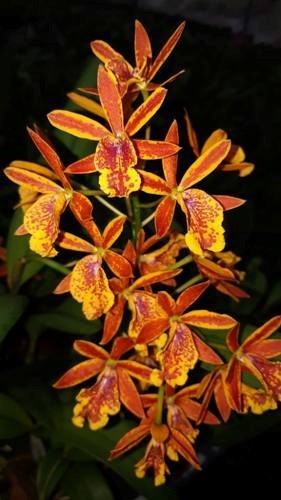 Epicatanthe Volcano Trick - Adulto