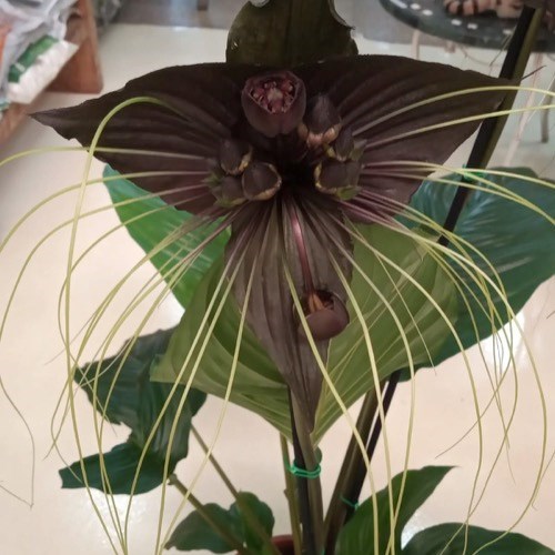 Flor Morcego (Tacca chantrieri)
