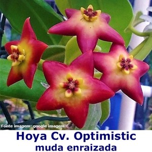 Flor de Cera Hoya Cv. Optimistic