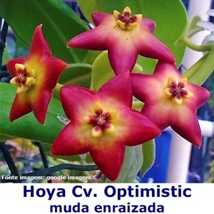 flor de cera Hoya cv. Optimistic muda enraizada no pote nº 6