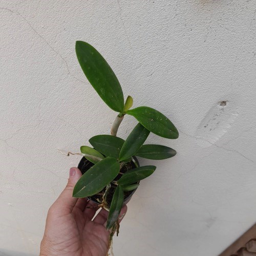 Orquídea Cattleya forbesii