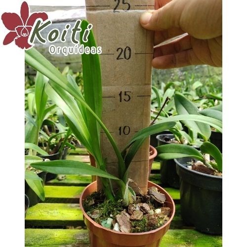 Orquídea Encyclia cordigera - Adulta