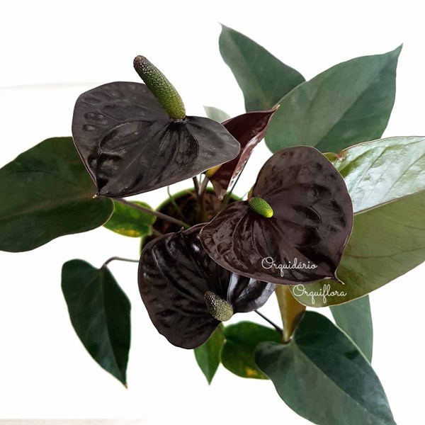 Mini Antúrio Negro Planta Natural Adulta Com Vaso - Orquiloja