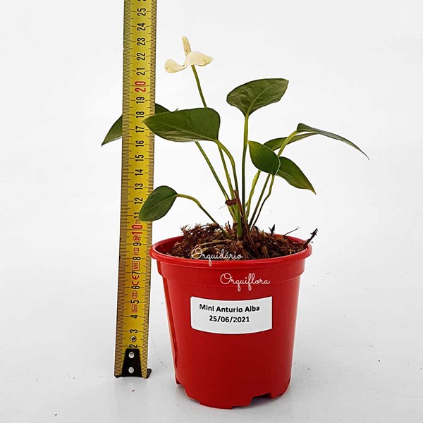 Mini Antúrio Alba Muda Jovem Florida Planta Natural Com Vaso