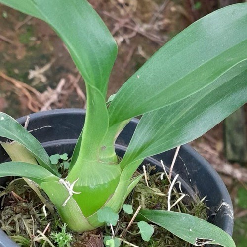 Orquídea Grammatophyllum scriptum