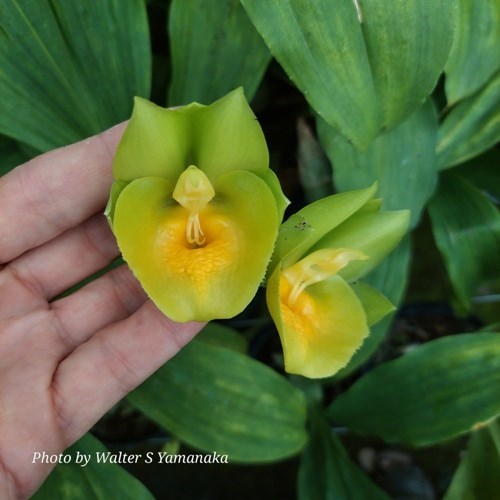 Catasetum Richard Fulford - Adulto