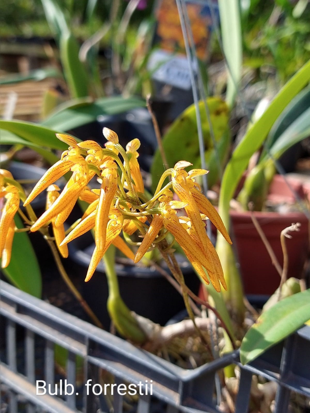 Orquídea Bulbophyllum forrestii