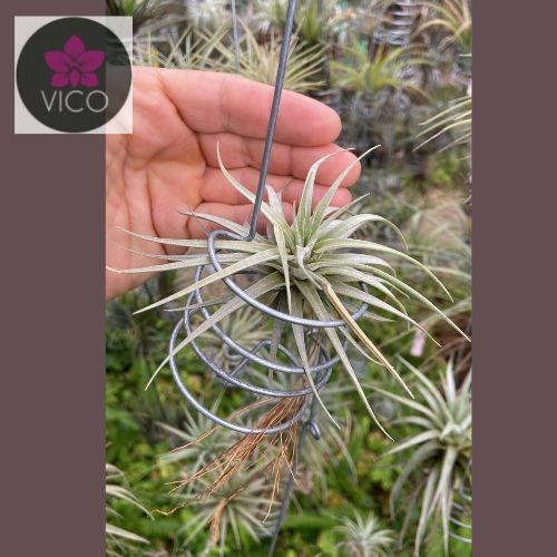 Tillandsia spinosae