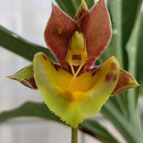 Catasetum Fanfair - ADULTO