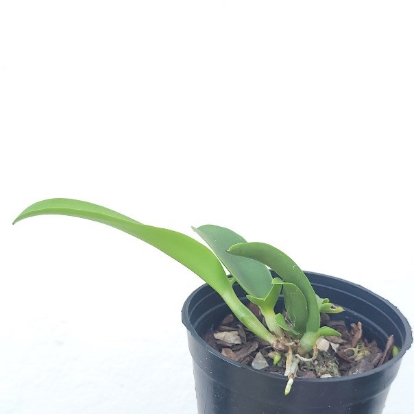 Cattleya forbesii x Cattlianthe Gold Digger 