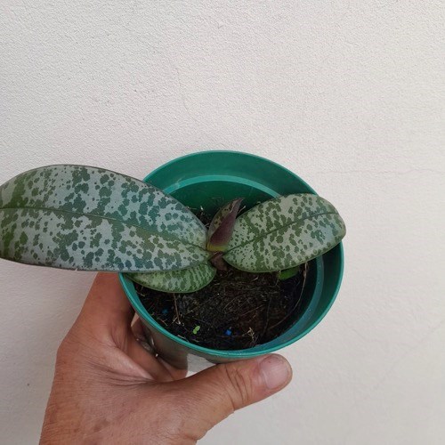 Phalaenopsis schilleriana