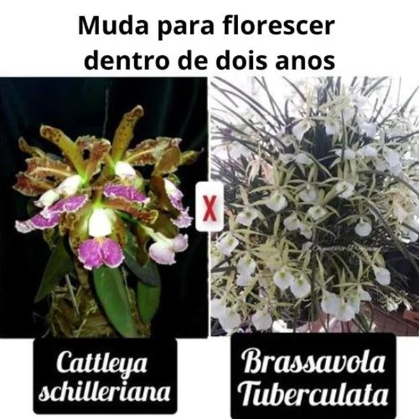 Orquídea Cattleya schilleriana x Brassavola tuberculata (muda)