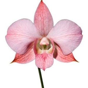 Orquidea Dendrobium (denphal) Kiko Orange!! Super Promoção!!