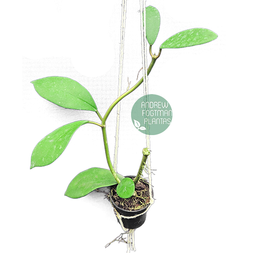 Flor de cera Hoya diversifolia - muda enraizada no pote nº 6