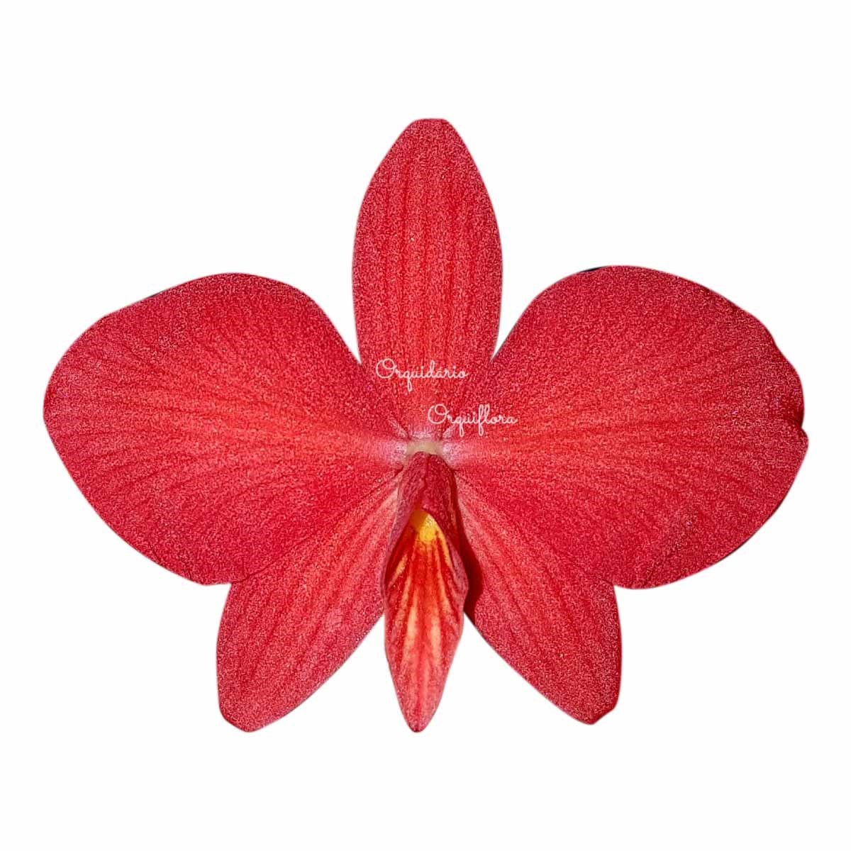 Mini Orquídea Sophronitis brevipedunculata Planta Adulta