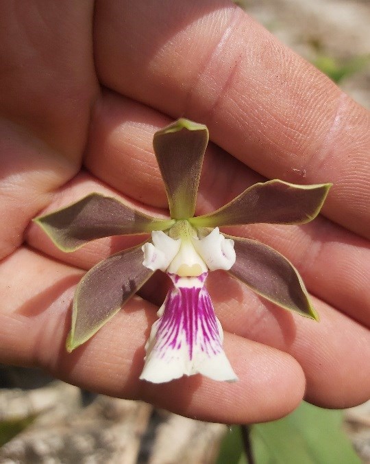 Orquídea Encyclia cordigera atropurpurea X Encyclia profusae