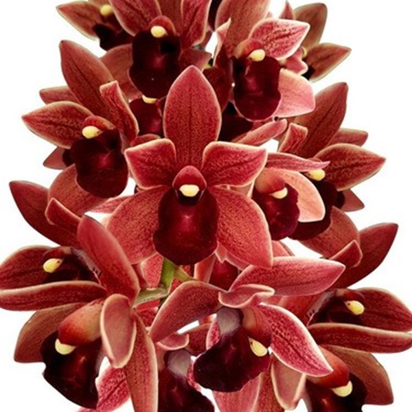 Muda Orquídea Cymbidium Pendente Dorothy Stockstill - Orquiloja