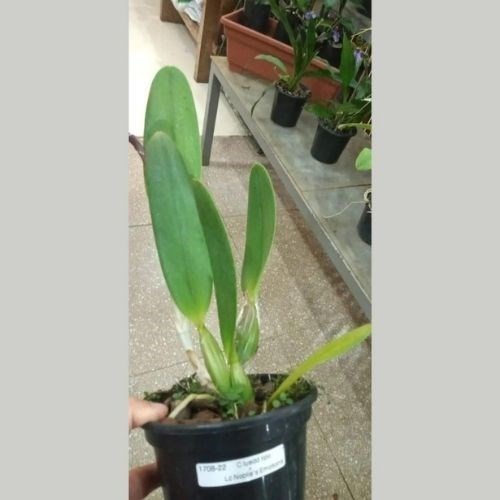 Orquídea Cattleya luedemanniana x Lc. Nobile's Emotions