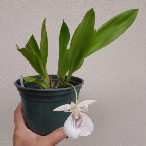 Warczewiczella amazonica (Cochleanthes)