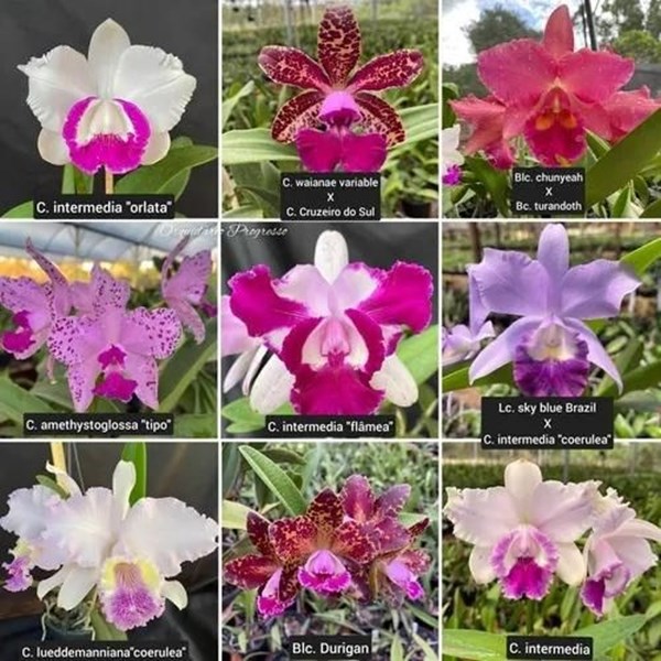 Kit com 10 Mudas De Orquídea Para Replantar