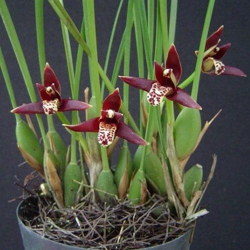 Orquídea Maxillaria tenuifolia