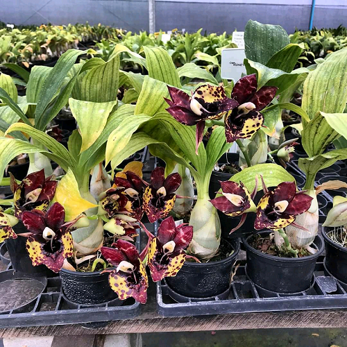 Catasetum Kidney Bean 'Jamie's Golden Eyes' - ADULTO - POTE 12