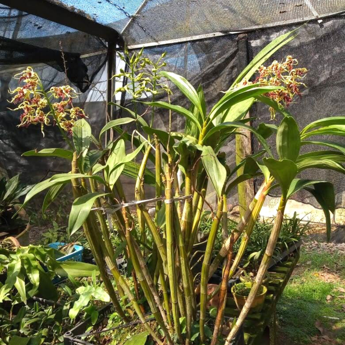 Orquídea Dendrobium spectabile