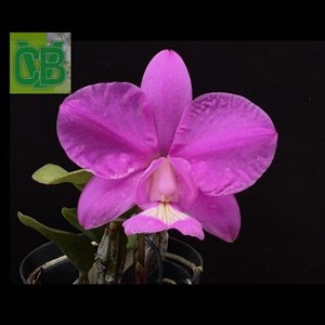 Orquídea Cattleya nobilior ( rubra x Campeao 90 Landin ) - S6742