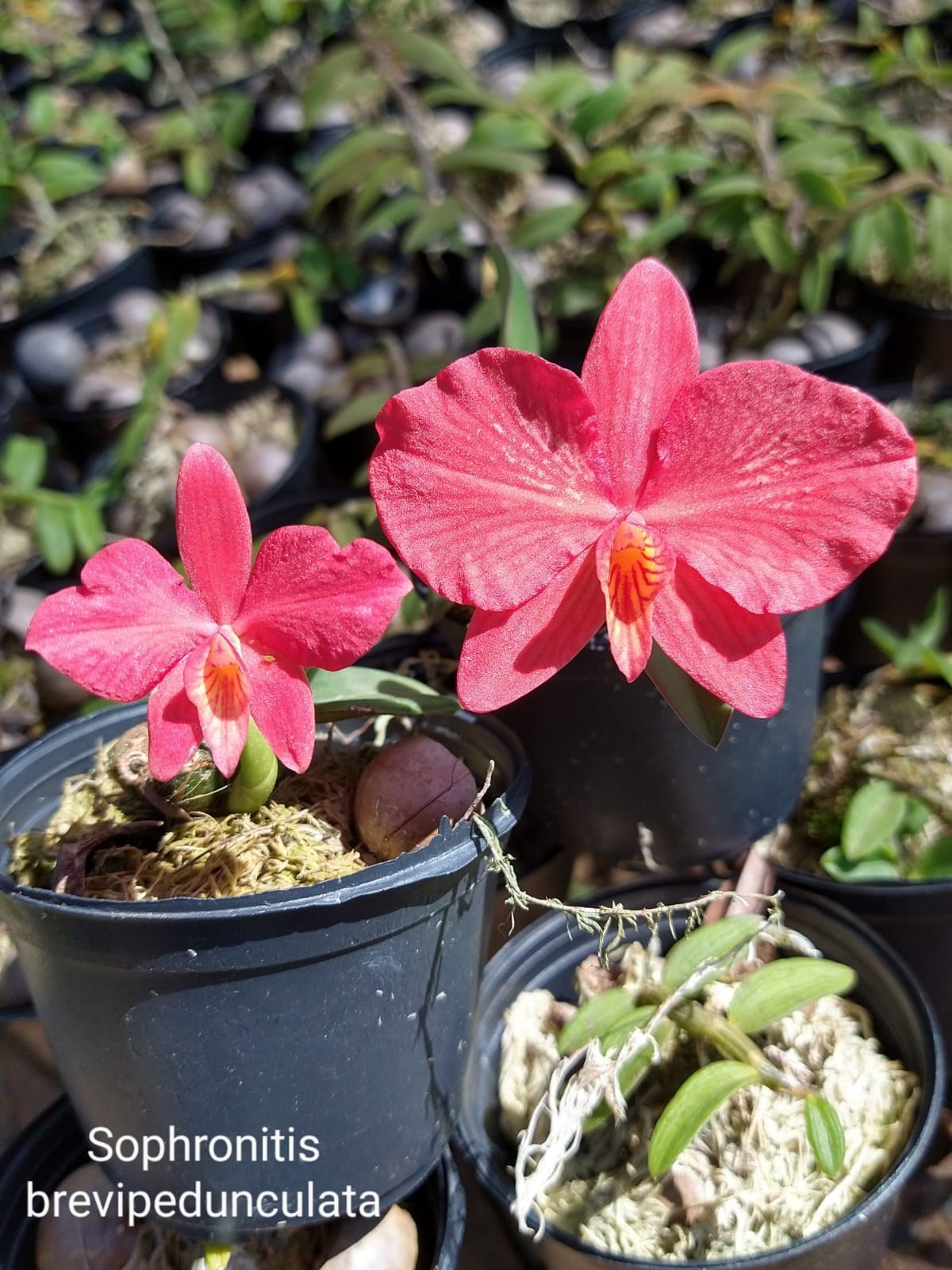 Orquídea Sophronitis brevipenduculata